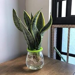 PlantaZee Hardy Indoor Plant Green snake Live Plant pack of 1-image-11