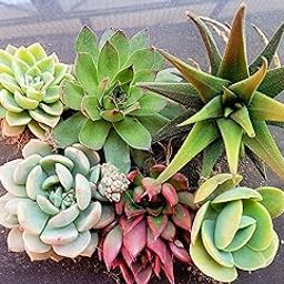 Tofoh assorted succulent plants set of 6 (BARE ROOTED), any 6 live succulent plants, plants for gifting, live plants combo-6