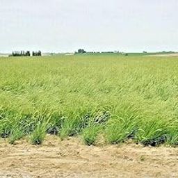 Knessin Organic Cat Grass Kit -[5000 Seeds]-image-85