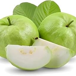 Natura GreenHouse Original 1 Live Thai -7 Guava Amrud Plant hybrid all seasons Height 1.5-2 FT (Thai -7 Guava)-image-70