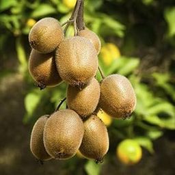 Plants Kiwi Plant Fruit Live Plant Hybrid Yellow All Season Grafted Kerala Female Nursery Tree Plants For Home Dwarf Seedless Plants & Tree Outdoor Living Indoor Plants-image-65