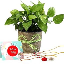 EG2i Money Plant With Rakhi-image-4
