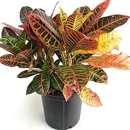 Garden Art outdoor live plant (Croton Petra)-image-99