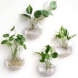 Twins Twins Money Plant Indoor Plants For Living Room, Bedroom, House, Good Luck Plant Live Plant with White Round Pot, Balcony Pot, Wall Pot,Home Decoration Items-image-84