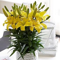 andHAGNAI Asiatic Lily Fangio Imported and Hybrid Flower Bulbs for Gardening By andhagnai Greens Pack of 2 Bulbs (Yellow)-image-91
