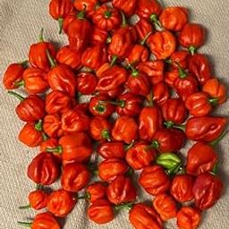 25 Authentic Highborne Cay, Bahamian scotch bonnet pepper seeds-image-97