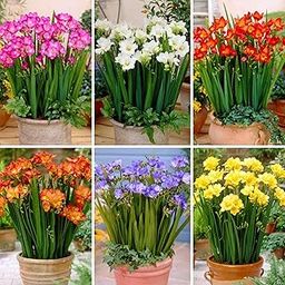 Andhagnai Greens Freesia Multicolor Flower Bulbs For Indoor/Outdoor Gardening (Set Of 10 Bulbs)-picture-18