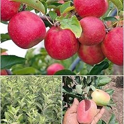 Golden Bloom Original Pack of 2 Live Grafted HRMN-99 / Hariman 99 Live Apple plant Minimum height 2-3 FT -especially for Hot Indian Climate Hot Weather For Rooftop Garden Tarace Garden 2-image-67