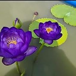 Purple Water Lily Bulbs for Pond, 2 Pieces-picture-26