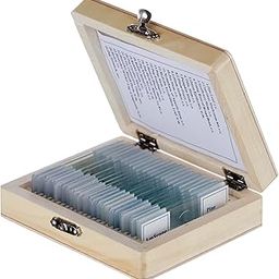 BEXCO Slide Box with 25 Prepared Slides of Botany biology-4