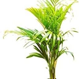 Reelzone Areca Palm Live Indoor Plant, Air Purifying Houseplant With White Pot.-image-98