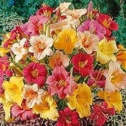 Plantogallery® Flower Bulbs | Day Lily Bulbs/Hemerocallis Lily | Multi-Color Flower Bulbs | Variety Imported Bulbs | | Bulbs for Gardening | Pack of 5 Bulbs-image-74