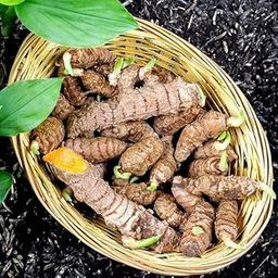 KACCHI HALDI/FRESH ROOTS RAW TURMERIC/ 100% CHEMICAL FREE NATURAL IMMUNITY BOOSTER TURMERIC SEEDS/KHACHI HALDI (1kg) FOR HOME GARDEN PLANTED SEED A_14-image-19