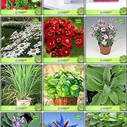 Creative Farmer Summer Seeds Combo Herb Seeds & Flower Seeds : Daisy-Pomp, Daisy-Monstrose, Dianthus-Baby Doll, Dimorphothica-White, Dianthus- Red, Dianthus- Dwarf, Lemon Grass, Basil Green, Sage Broad Leaved, Parsley Gigante ’D Italia, Borage, Celery For Cutting Gewone Snij Terrace Gardening-picture-24