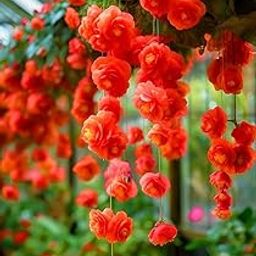 Imported weeping Begonia Flowers Bulbs all season flowering For Home Gardening (RED)-image-32