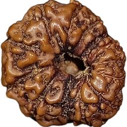 Indonesian 12 Mukhi Rudraksha Bead By Rudramukhi.com - Spiritual Protection and Success-picture-2