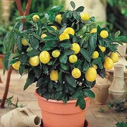 Kagzi lemon plant hybrid all seasons || Sour lemon plant || Pack of 1 healthy Live Plant with Pot-image-49