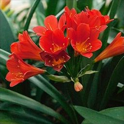 Clivia Miniata Gorgeous Flower Bulbs Bush Lily Fresh Bulbs For Home Gardening Perennial Flower Plants (Pack of 2 Bulbs) By PLANTOGALLERY (Red) (PL-SEEDS-367)-image-14