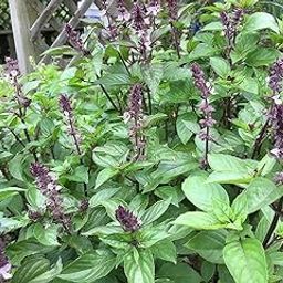 Sumit Greenery Maruaa Niazbo Live Plant | Exotic Blooms And Lush Foliage For Your Garden (Pack Of 1).-image-62