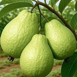 High Yield Hybrid Guava (Guti Kolom) Live Plant – Sweet Fruit Variety – Air Layered for Fast Growth – Multi-Time Harvesting in a Year – Ideal for Home Garden, Terrace & Pots – 1 Healthy Live Plant-image-70
