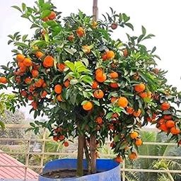 Greenery Nursery® Evergreen Ramrangan orange Delicious Orange Fruit Live Plant & Tree For Home Garden (1.5-3.5 Ft Height) Pack Of 1 (fully ready tree)-image-98