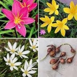 Cypress Rain Lily Bulbs, Zephyranthus (Multicolour)- Pack of 20-image-3