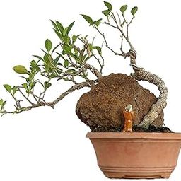 Mphmi Live Plants BONSAI MICROCARPA FICUS INDOOR LIVE BONSAI PLANT-image-16