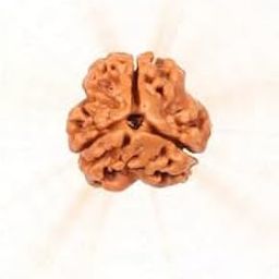Natural 3 Mukhi Nepali Rudraksh Bead, Natural Brown, Traditional Religious-image-65