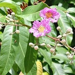 Plantzoin Queen crape myrtle Jarul Lagerstroemia speciosa Patuli Live Plant-image-20