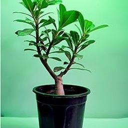 Big planter Adenium Healthy Live Plant flower live plant with pot Home Garden Office Indoor Outdoor Decoration Pack Of 1-image-28