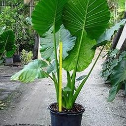 2 Bulbs Of Rarest Alocasia Macrorrhiza Borneo Giant Tropical Huge Elephant Ear Massive Foliage Plant For Growing Propagation-image-87