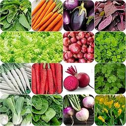 GROW DELIGHT 15 Varieties of Vegetable Seeds for Home Garden, Organic & Hybrid, Perfect for Home Gardening, Planting For Pots and Patio, Wide Variety of Vegetables (1600+ Seeds)-picture-18