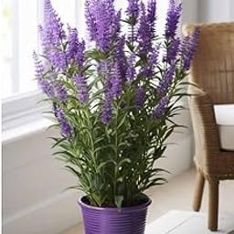 English Lavender Plant, Fragrant Violet Flowers, 90 cm Height, Indoor/Outdoor, Plastic Pot-image-86