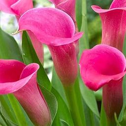 Zantedeschia Calla Lily Flower Bulbs 100% Imported Rare Variety For All Season Home Gardening Planting (Pack Of 1 ) Pink Colour-picture-13