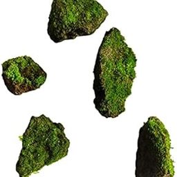 7 Hill's Natural Living Moss Stones, Lichen Rock for Miniature Garden, Aquarium, Terrarium (Set of 5)-image-31