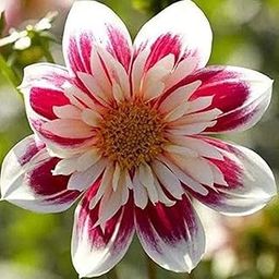 PUAS-830-Real Special White Dahlia-picture-13