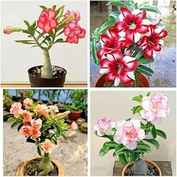 Hybrid adenium live plant pack of 4 | (Combo) | BSKING_06-picture-18
