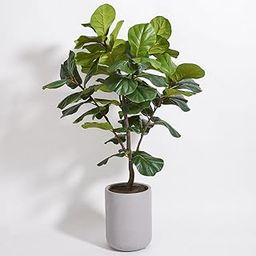 SHAKTISM Artificial Fiddle Leaf Fig Tree Without Pot, Realistic Faux Plant with Natural Leaves, 80 cm Height, Green (Pot Not Included)-image-13