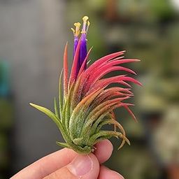 Divine Blossoms Tillandsia Ionantha Mexico plant for Home Gardening, Balcony & Indoor & Outdoor Gardening-image-3