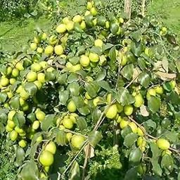 Plants Point Live Apple Ber Thailand Variety Fruit Known As The Indian Jujube Grafted Plant Comes With A Polybag-image-11