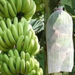 SVE Crop Protection Cover Banana Bunch Tubing Cover 17 GSM (Pack of 1) (200 m) White-picture-14