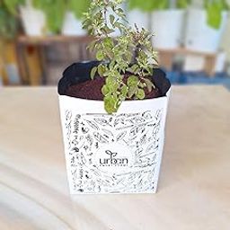 Herb Grow Kit || Easy to Use Kit for Beginner Gardeners || Gardening Set to Grow at Home (Holy Tulsi)-67
