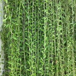 Seedtrees Live Parda Bel Curtain Creeper Vernonia Best Attractive Evergreen Climber Exotic Tropical Garden Live Plant-image-16