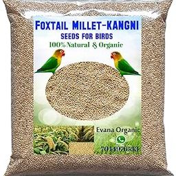 Evana Organic Premium Foxtail Millet || Kangni Seeds || 100% Natural Bird Food for All Life Stages Budgies, Finches, Canaries, Lovebirds, Cockatiels etc 400 Grams,Pack of 1-picture-13