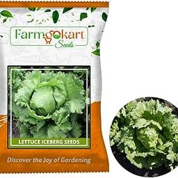 Farmgokart ~ Lettuce Iceberg Variety Planting Seeds, – ideal for both home gardening, Open farming, and Poly Houses, Seed Count ~ 10 Grams-image-30