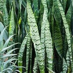 SelfLine | Sansevieria Black Air Purifier Snake Plant Soil Mix (Get One Free)-image-67
