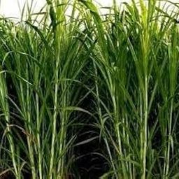 Organics Super Napier Grass Stick Seed-image-12