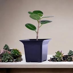 Growerstore Live Clusia Rosea Bonsai Plant, Indoor Tropical Autograph Tree, Decorative Planter (Pack of 1 Live Healthy Plant)-image-24