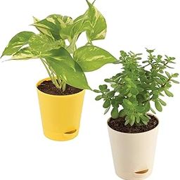 Bahan Traders Good Luck - Jade Plant & Money Plant Variegated Live Indoor Plants For Home With Pot-image-26