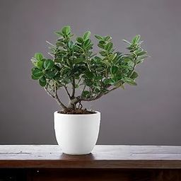 Indoor plants for office cabin,Chaina bot (Pack of 1)-image-26